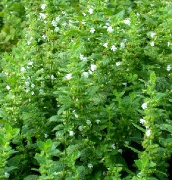 Tall stalks of lemon balm with tiny white flowers