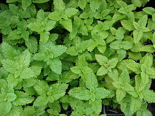 Lemon Balm plant showing leaves