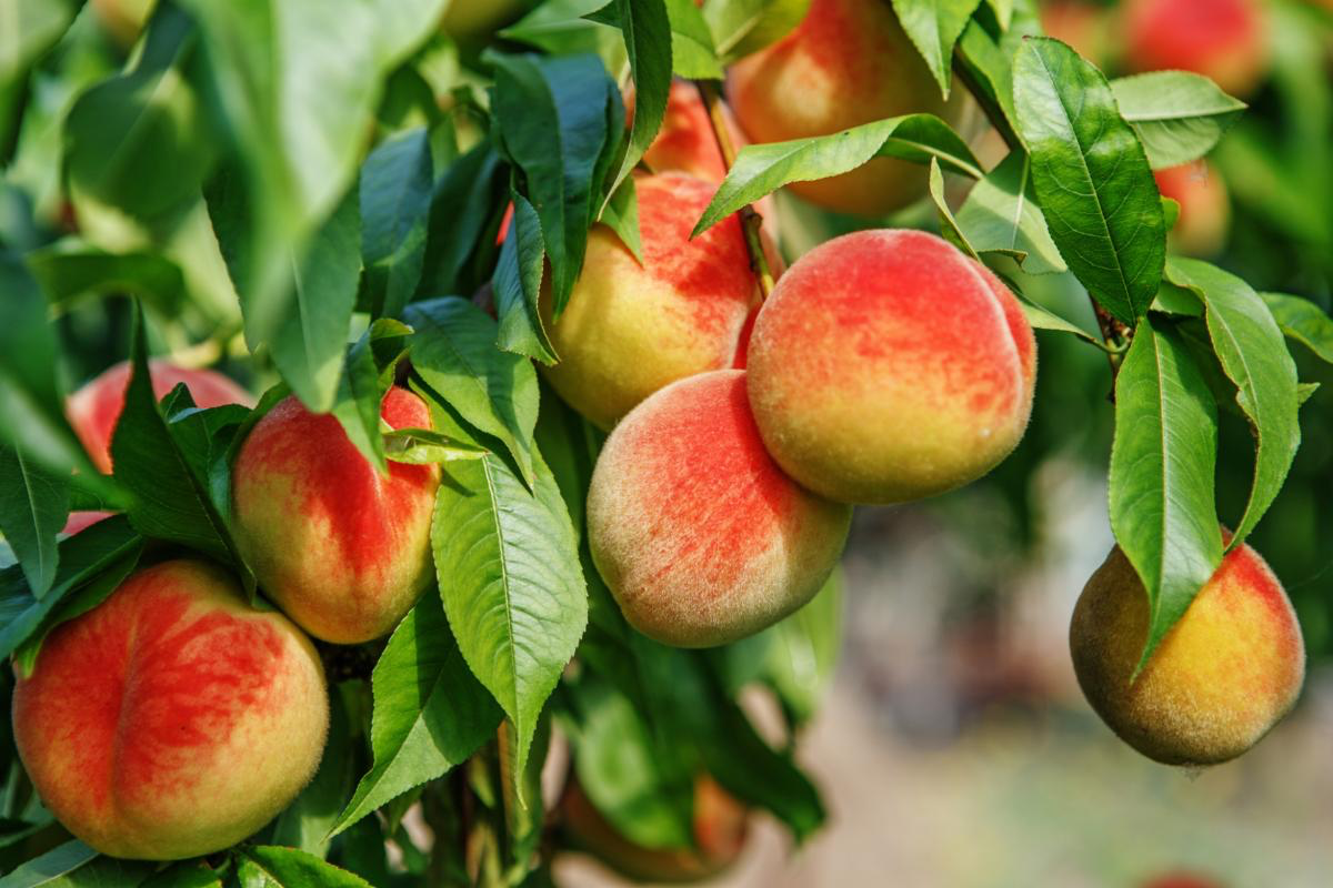 Fruit plant. Персик сеянец Старка. Плодовые деревья персик. Персиковый сад сорта нектарин. Персик колодиан Хармани.