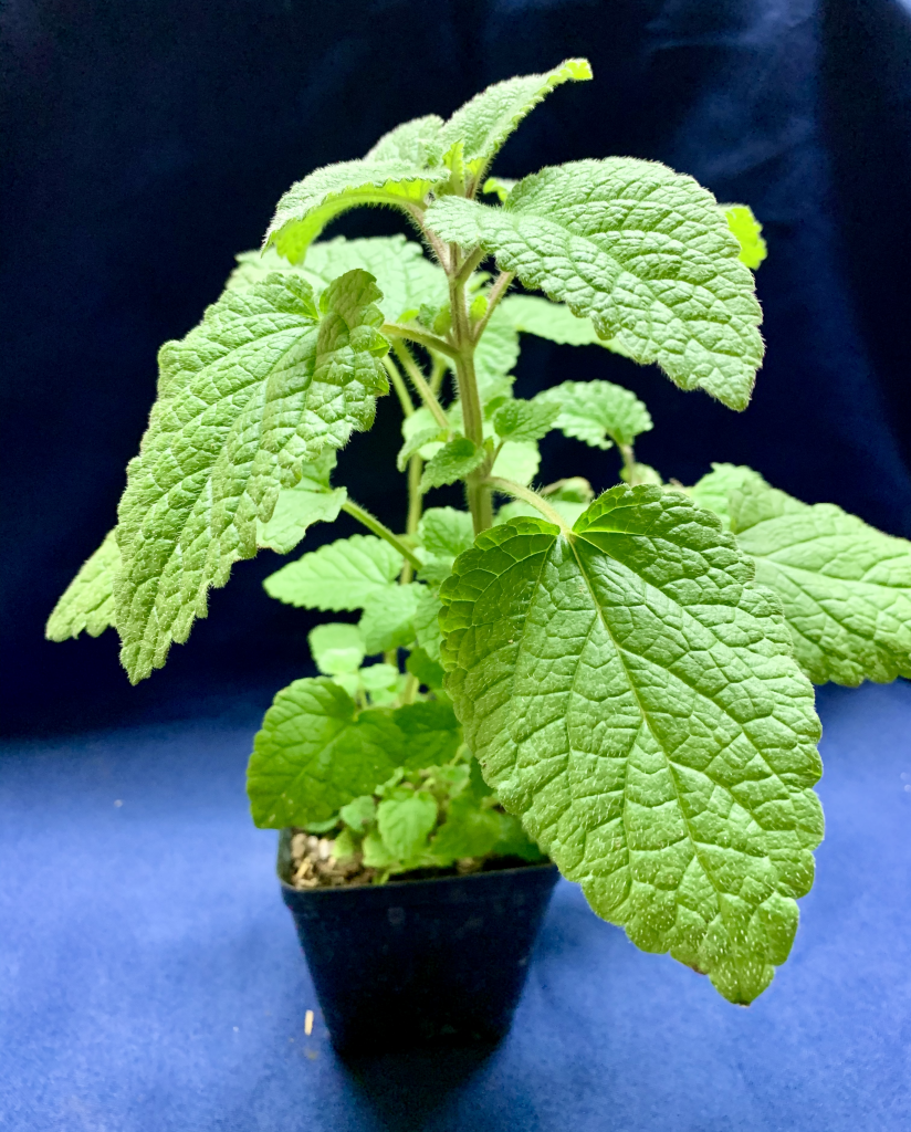 Lemon Balm plant in black pot