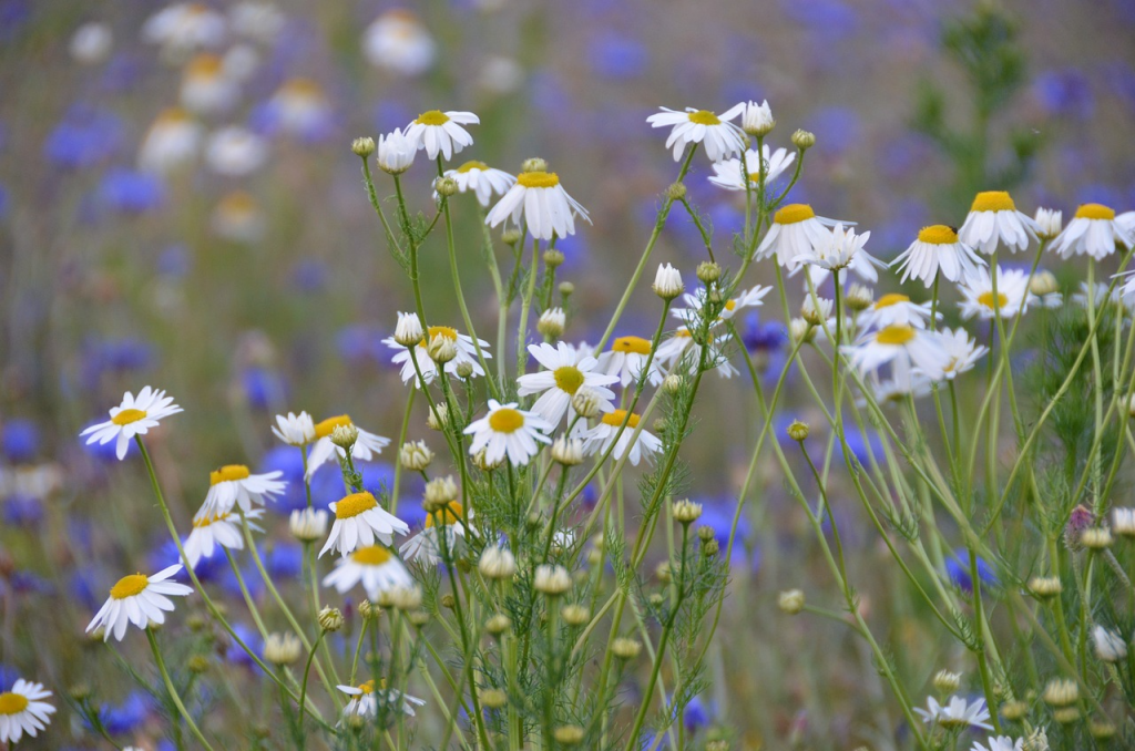 Flower meadow with blue and white flowers. 